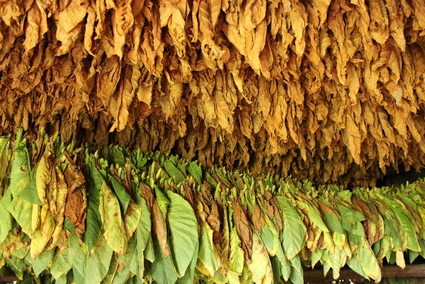 Exploring the Top Import Markets for Unmanufactured Tobacco